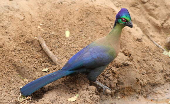 Image of Purple-crested Turaco