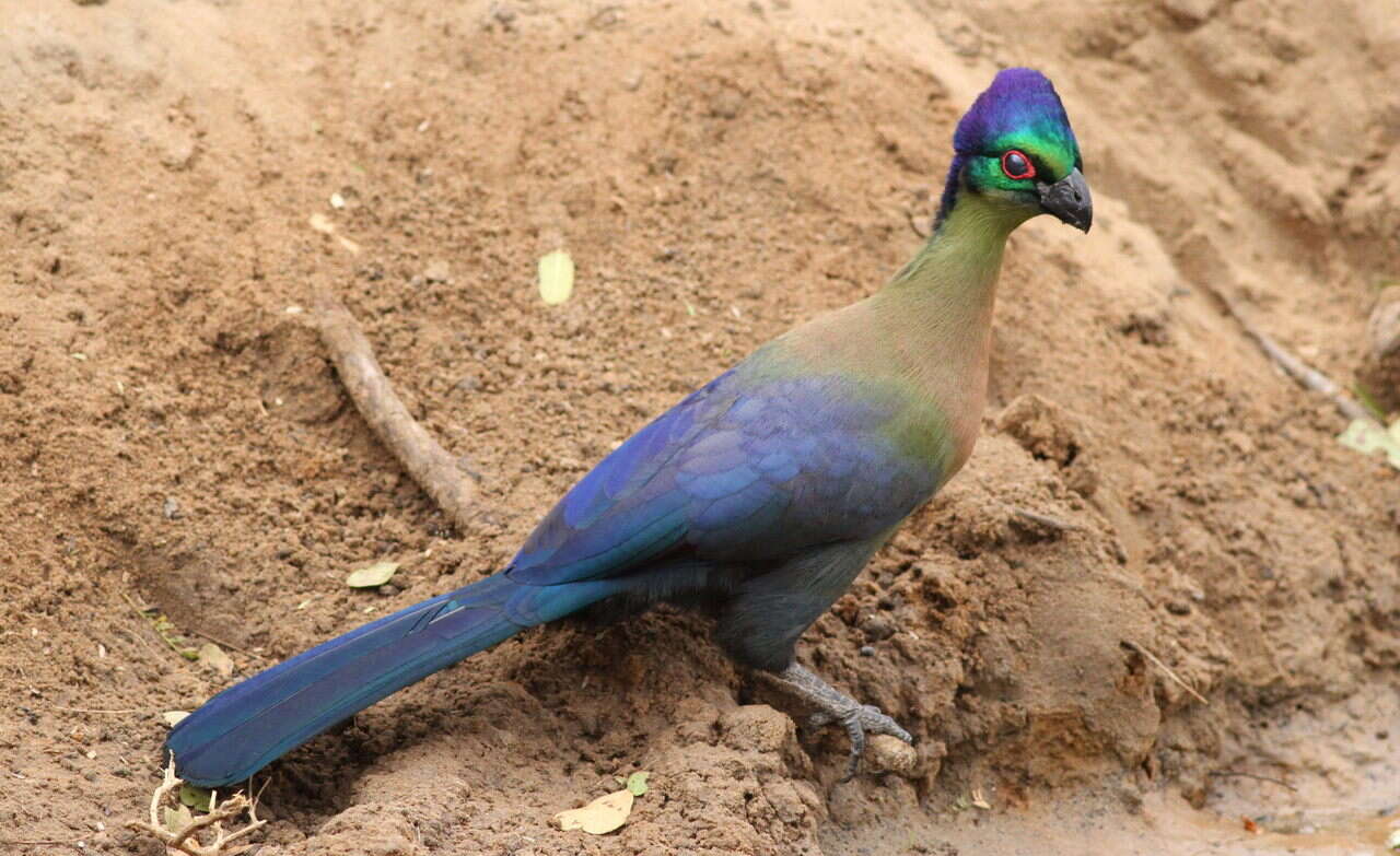 Image of Purple-crested Turaco