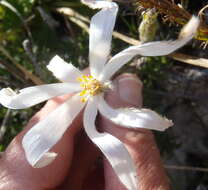 Image of Knowltonia tenuifolia (L. fil.) Mosyakin