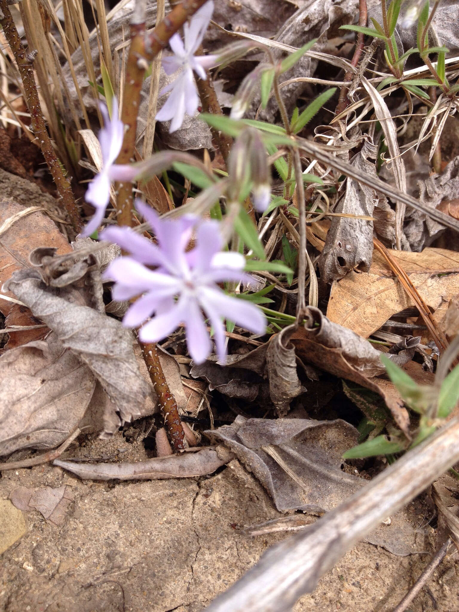 Imagem de Phlox bifida Beck