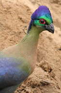 Image of Purple-crested Turaco