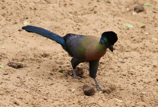 Image of Purple-crested Turaco