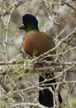 Image of Purple-crested Turaco