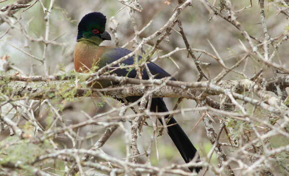 Image of Purple-crested Turaco