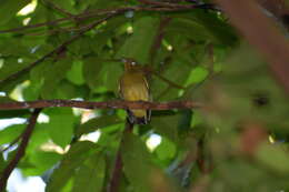 Image of Band-tailed Manakin