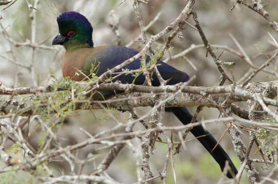 Image of Purple-crested Turaco