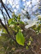 Imagem de Tabernaemontana coffeoides Boj. ex A. DC.