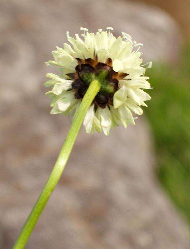 Image of Mock scabious