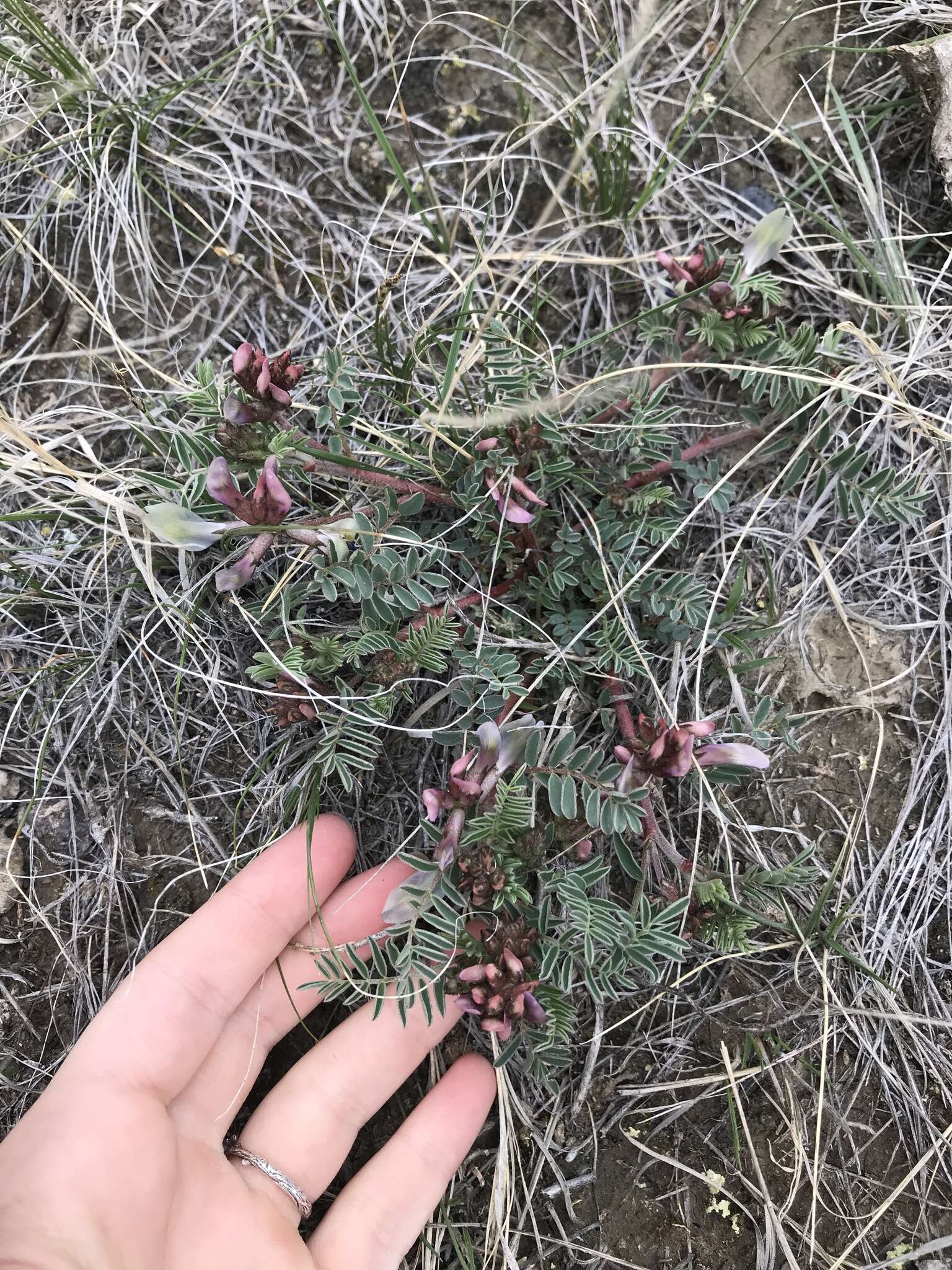 Sivun Astragalus crassicarpus var. paysonii (E. H. Kelso) Barneby kuva