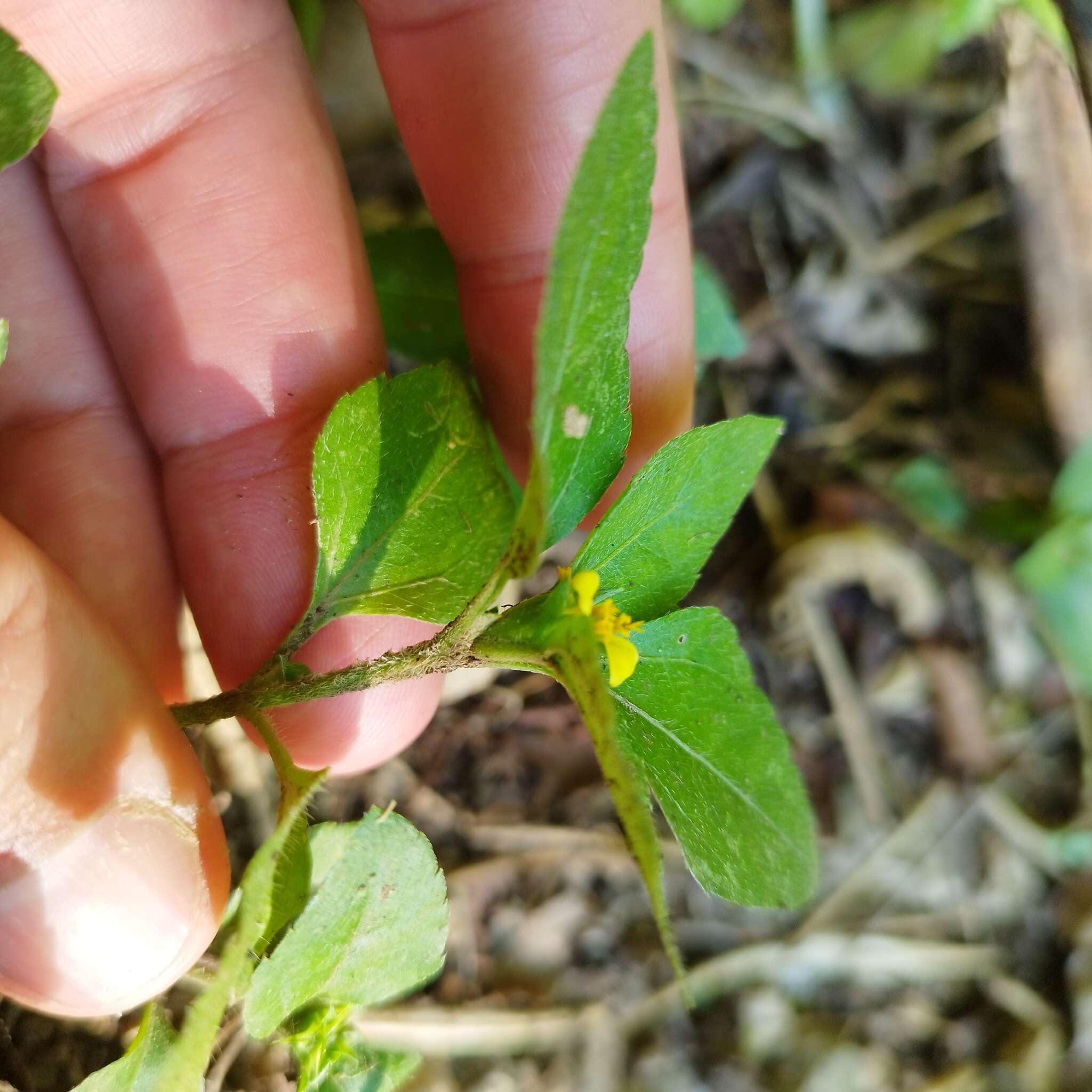 Calyptocarpus wendlandii Sch. Bip. resmi