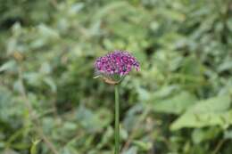 Image of Himalaya onion