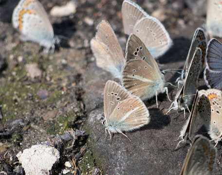 Image of Polyommatus damon