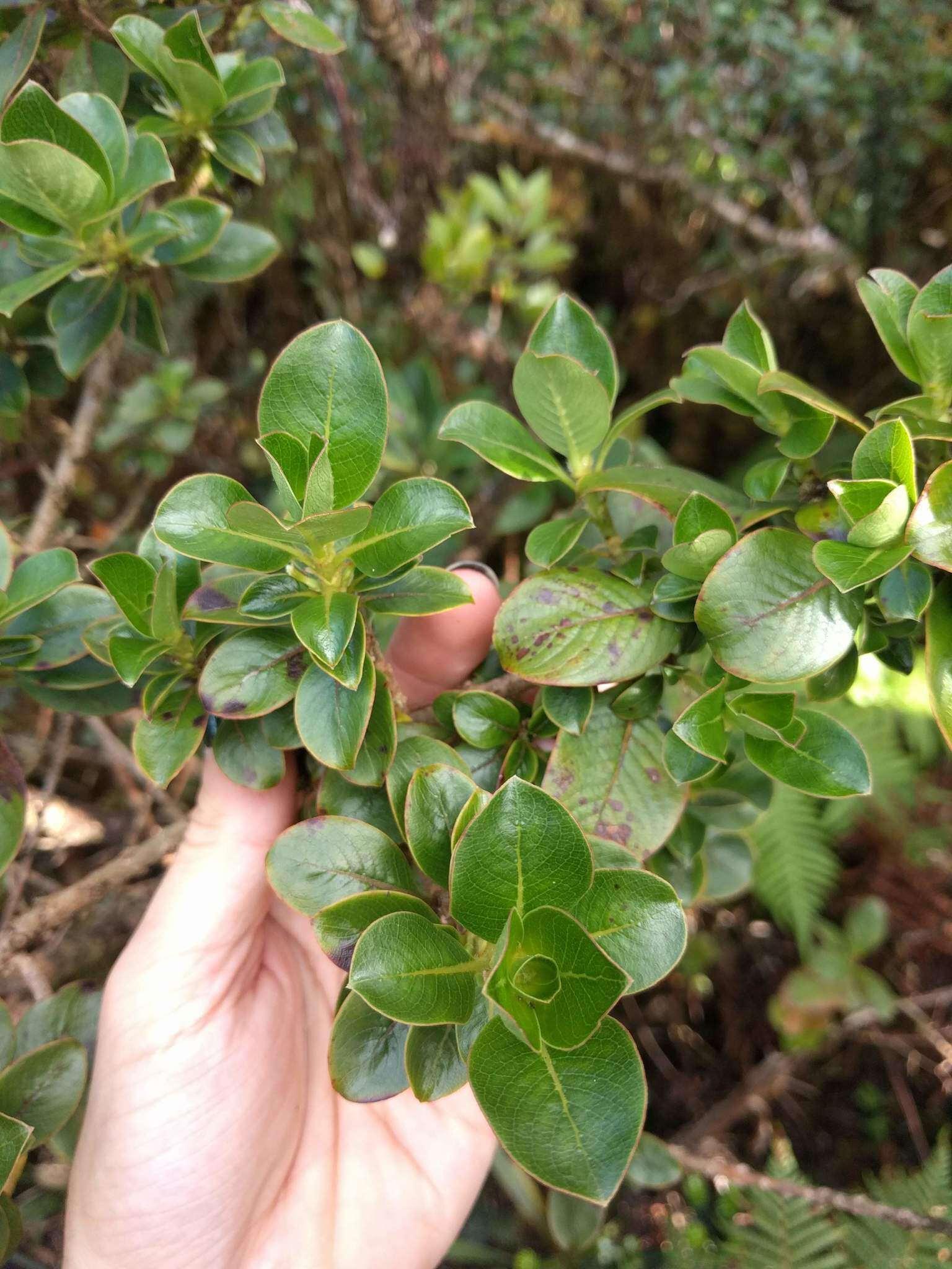 Image of Maui mirrorplant