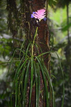 Image of Wallisia cyanea Barfuss & W. Till