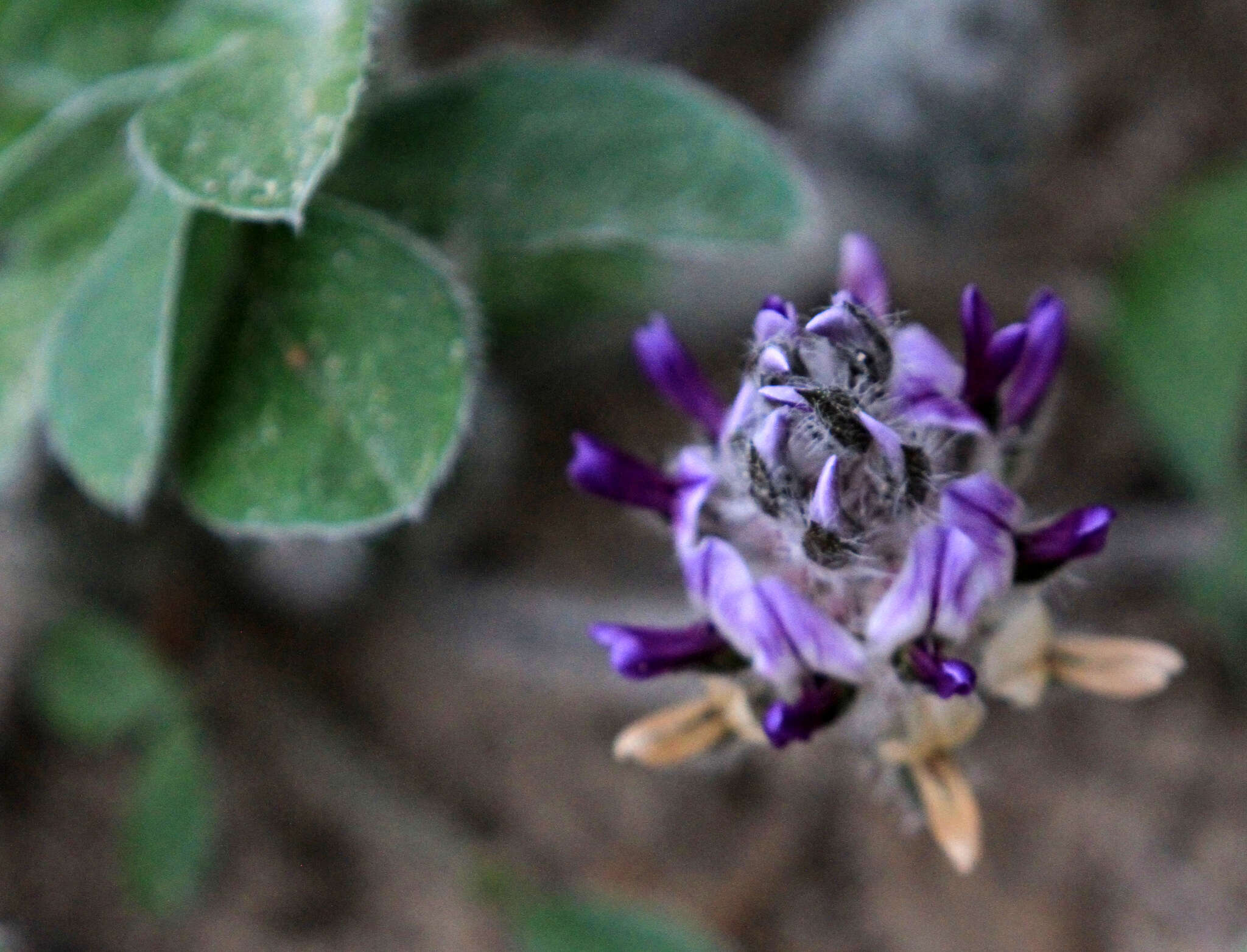 Image of subterranean Indian breadroot