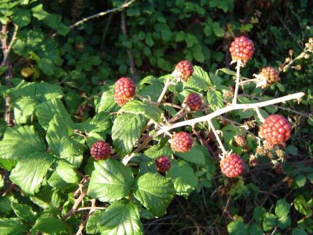 Imagem de Rubus cochinchinensis Tratt.