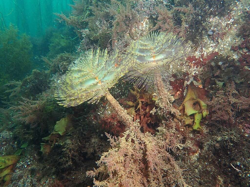 Image of European fan worm