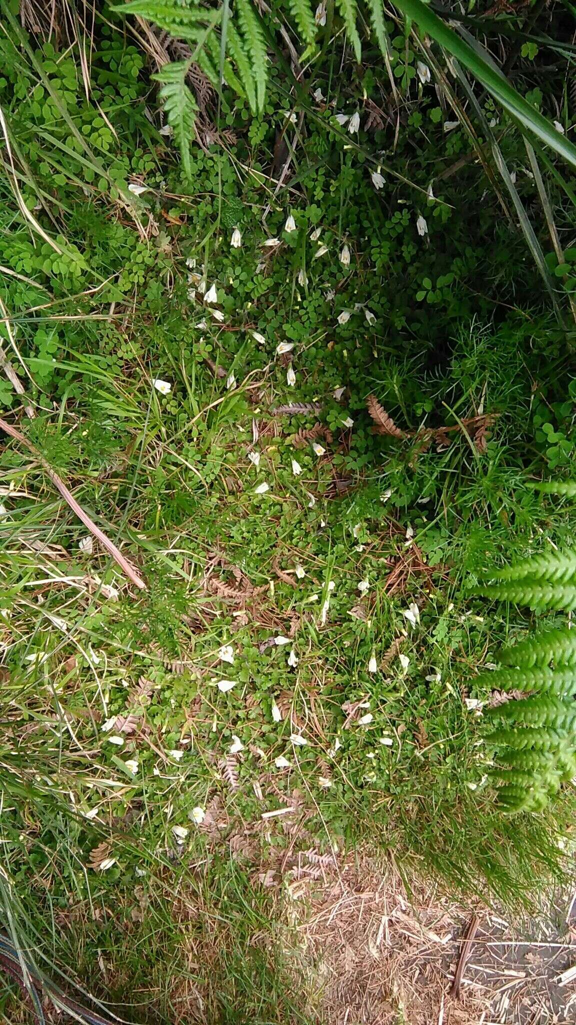 Image of Mazus alpinus Masam.