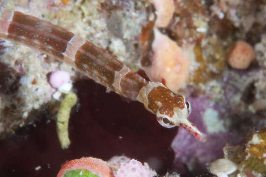 Image of Brown-banded Pipefish