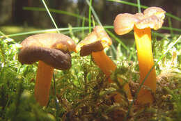 Image of Funnel Chanterelle