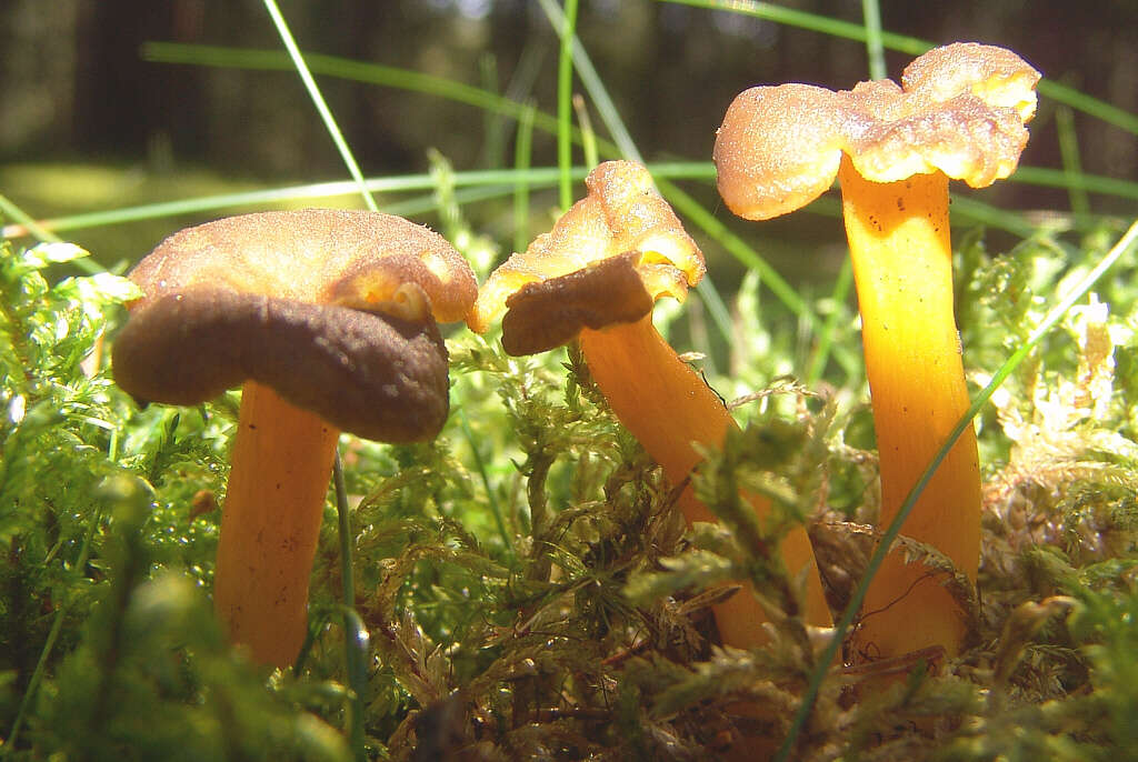 Image of Funnel Chanterelle