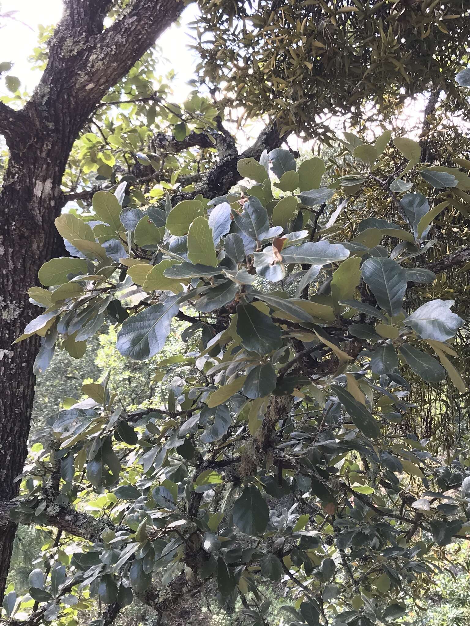 Image of Quercus obtusata Bonpl.