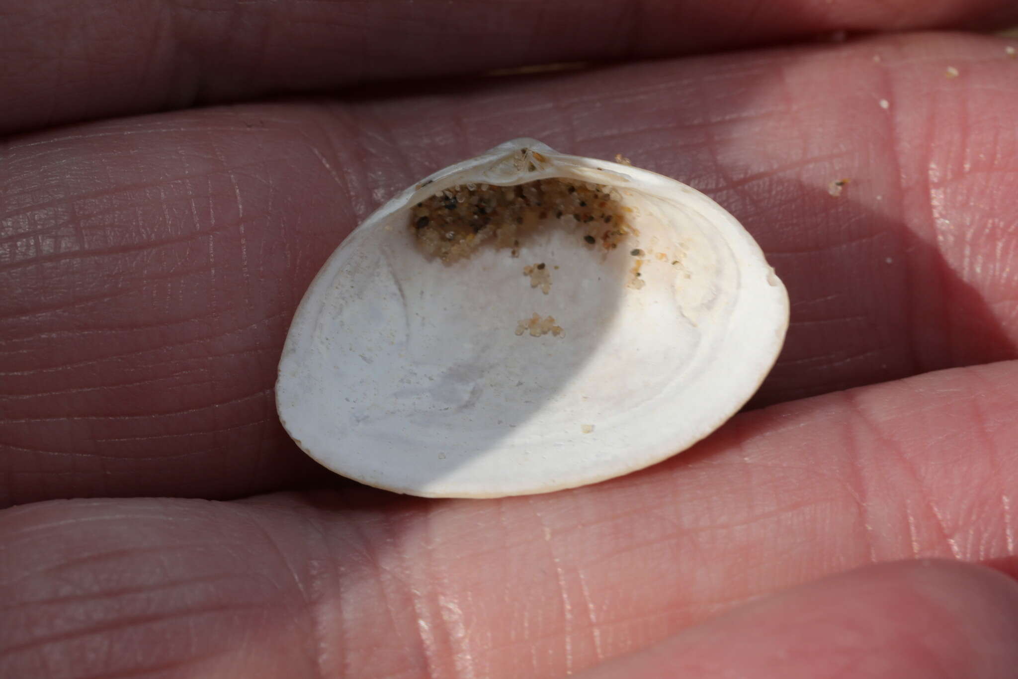 Image of elliptic trough shell