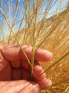 Plancia ëd Stipagrostis ciliata (Desf.) De Winter