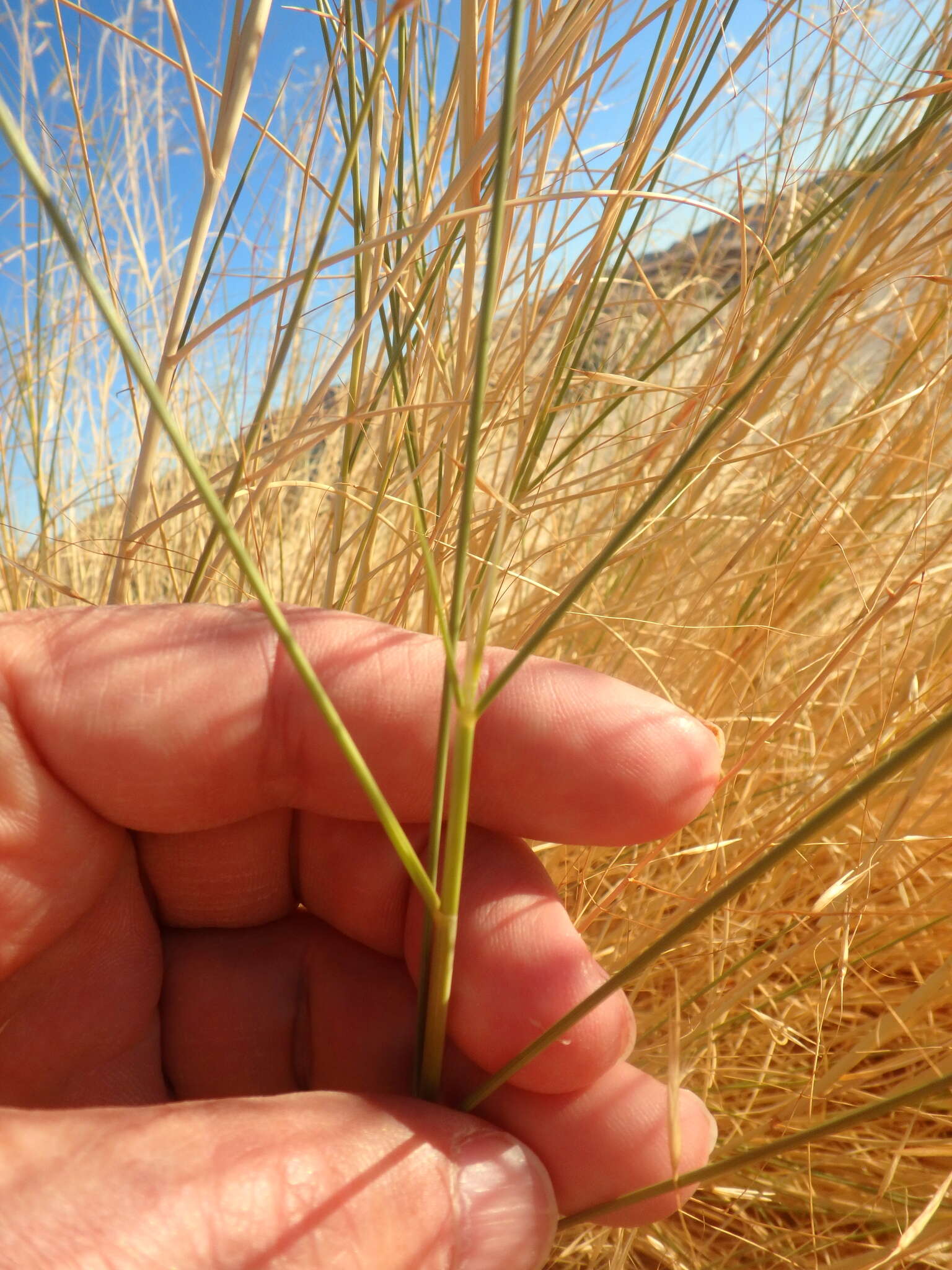 Plancia ëd Stipagrostis ciliata (Desf.) De Winter