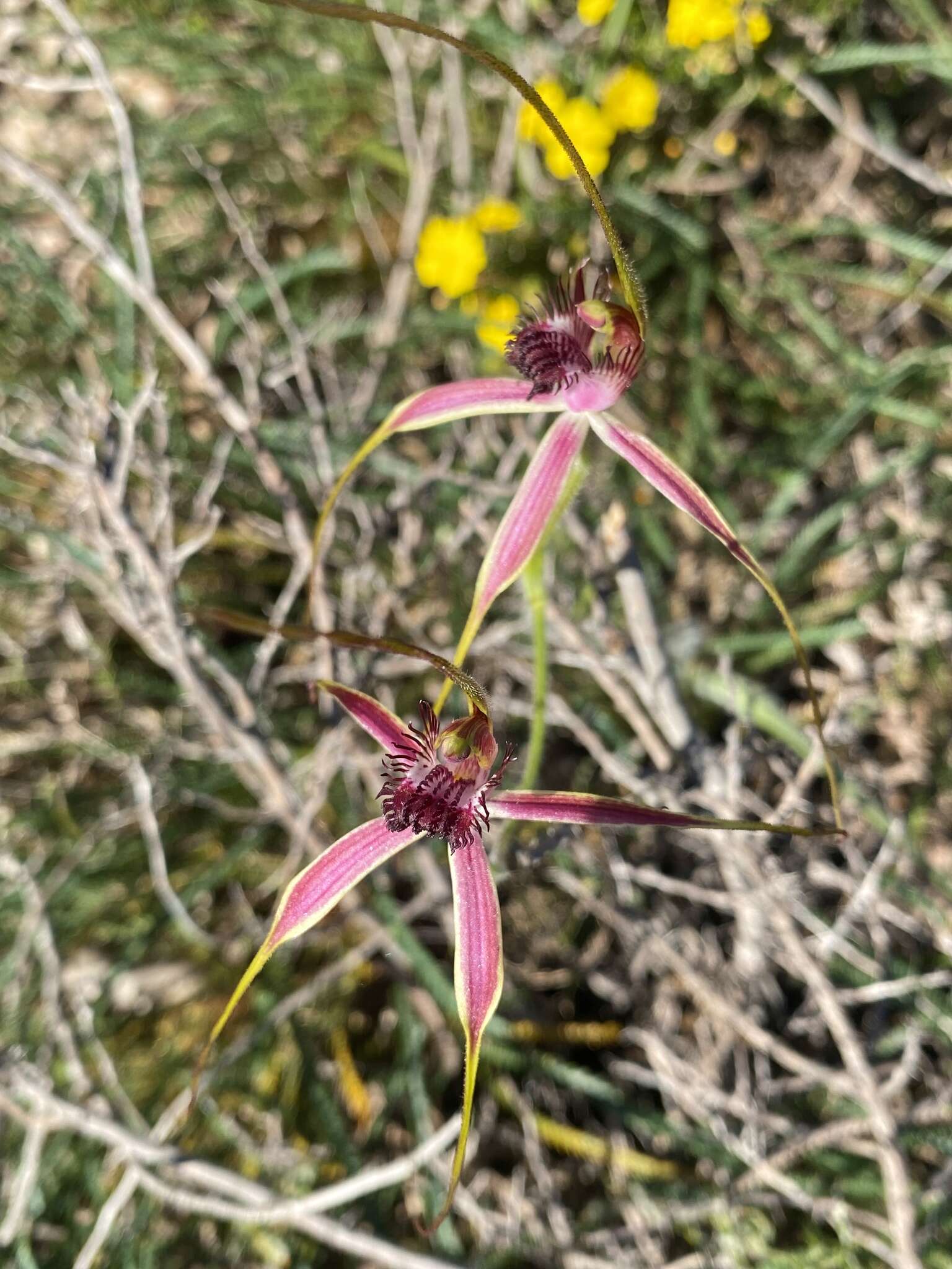 Image of Blushing spider orchid