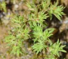 Слика од Loeflingia hispanica L.