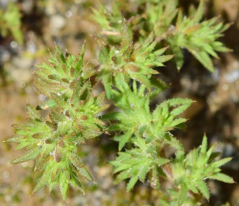 Слика од Loeflingia hispanica L.