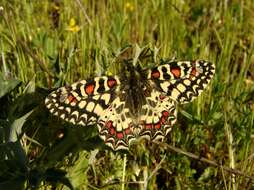 Image of Zerynthia rumina (Linnaeus 1758)