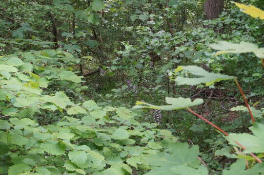 Image of Orchis purpurea subsp. purpurea