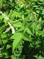 Image of bride's feathers