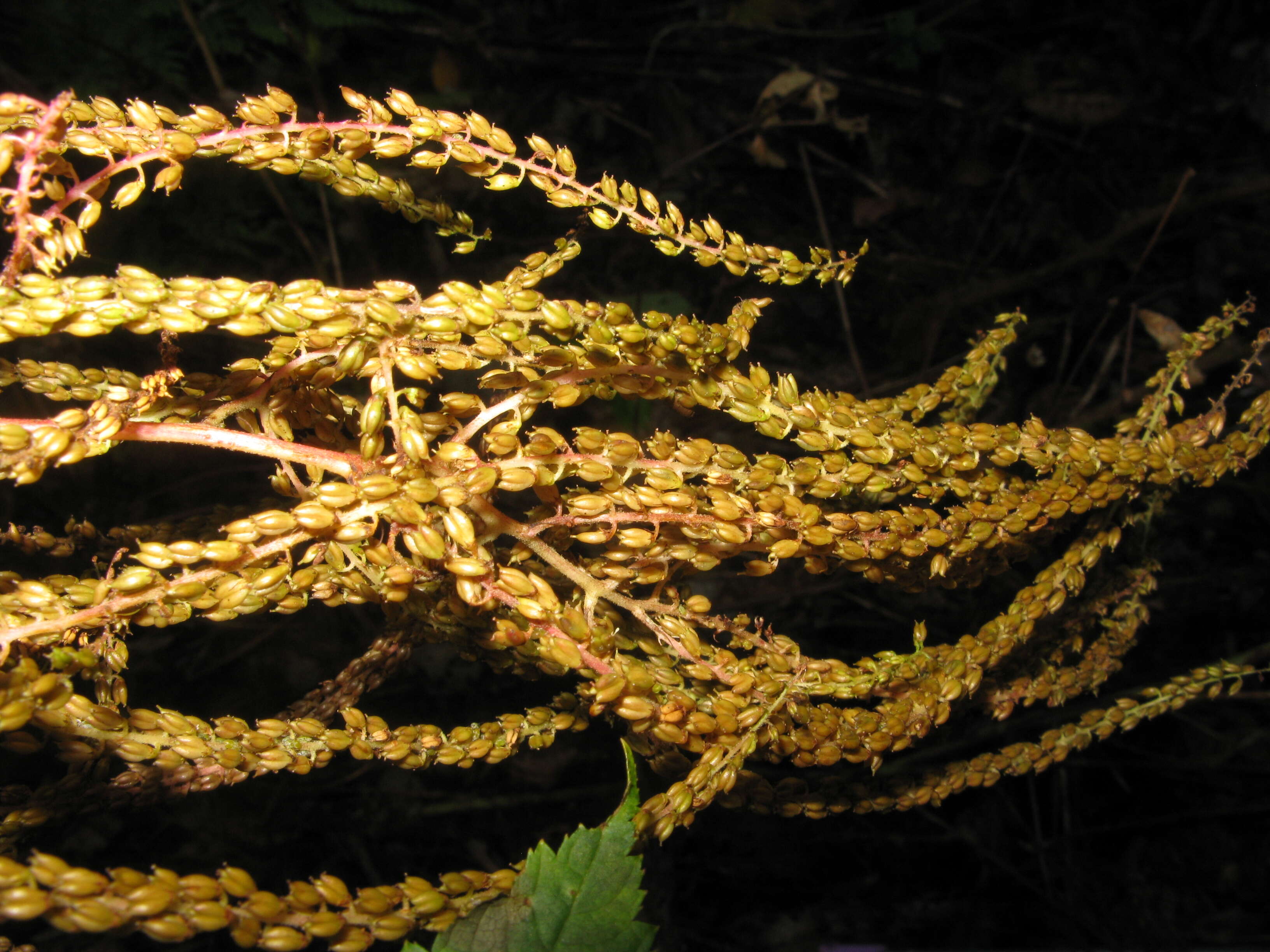 Image of bride's feathers