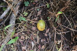 Image de Passiflora laurifolia L.