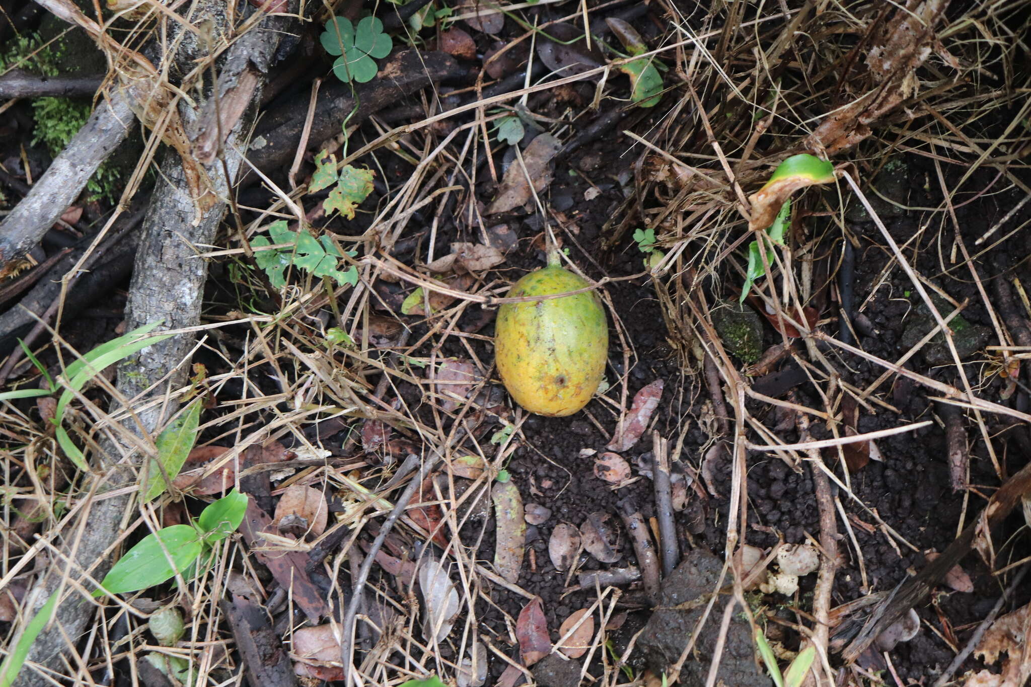 Image de Passiflora laurifolia L.