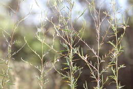 Image de Epilobium brachycarpum Presl