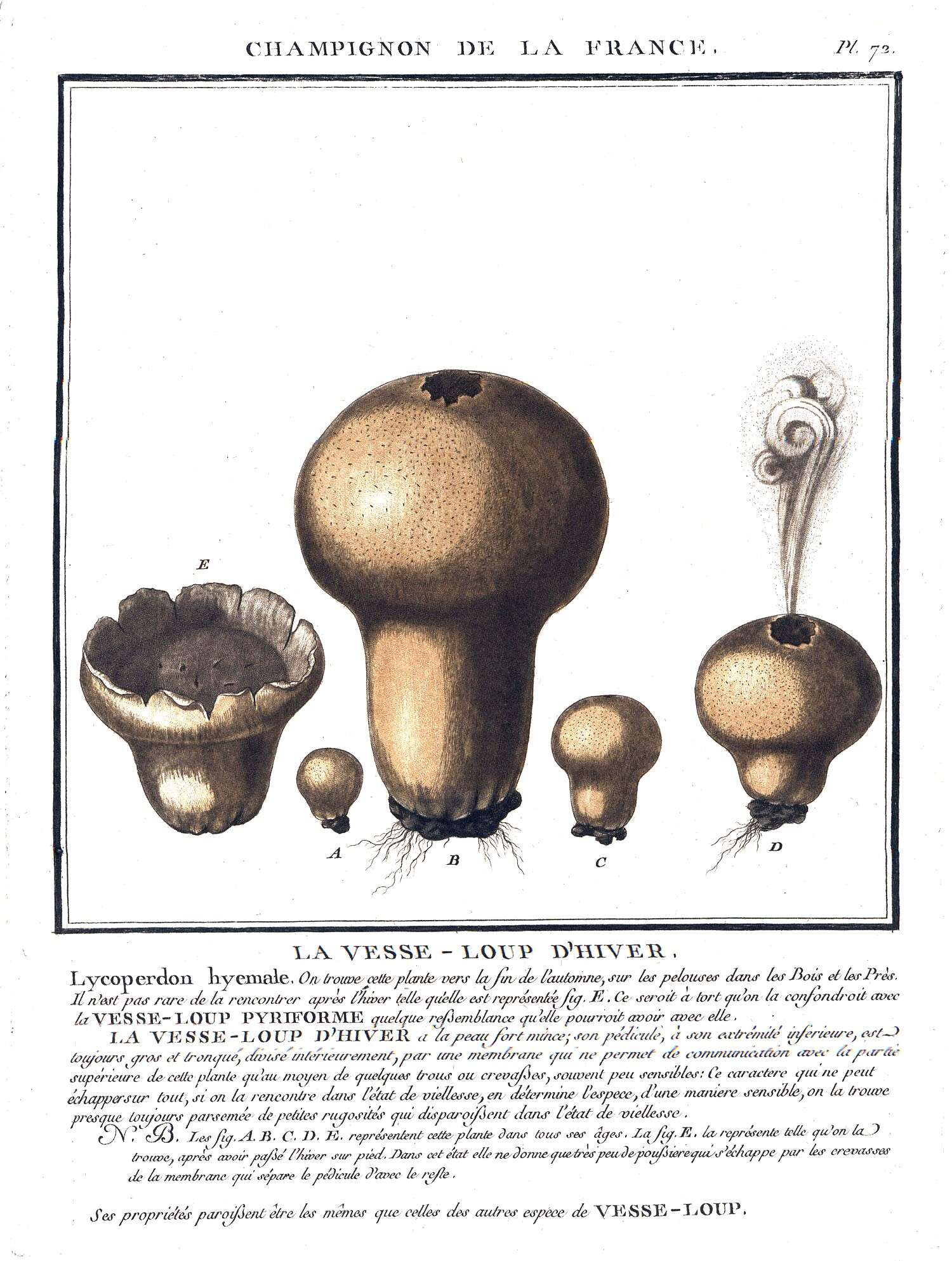 Image of Lycoperdon pratense Pers. 1794