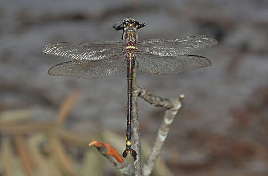 Image of Coastal Petaltail