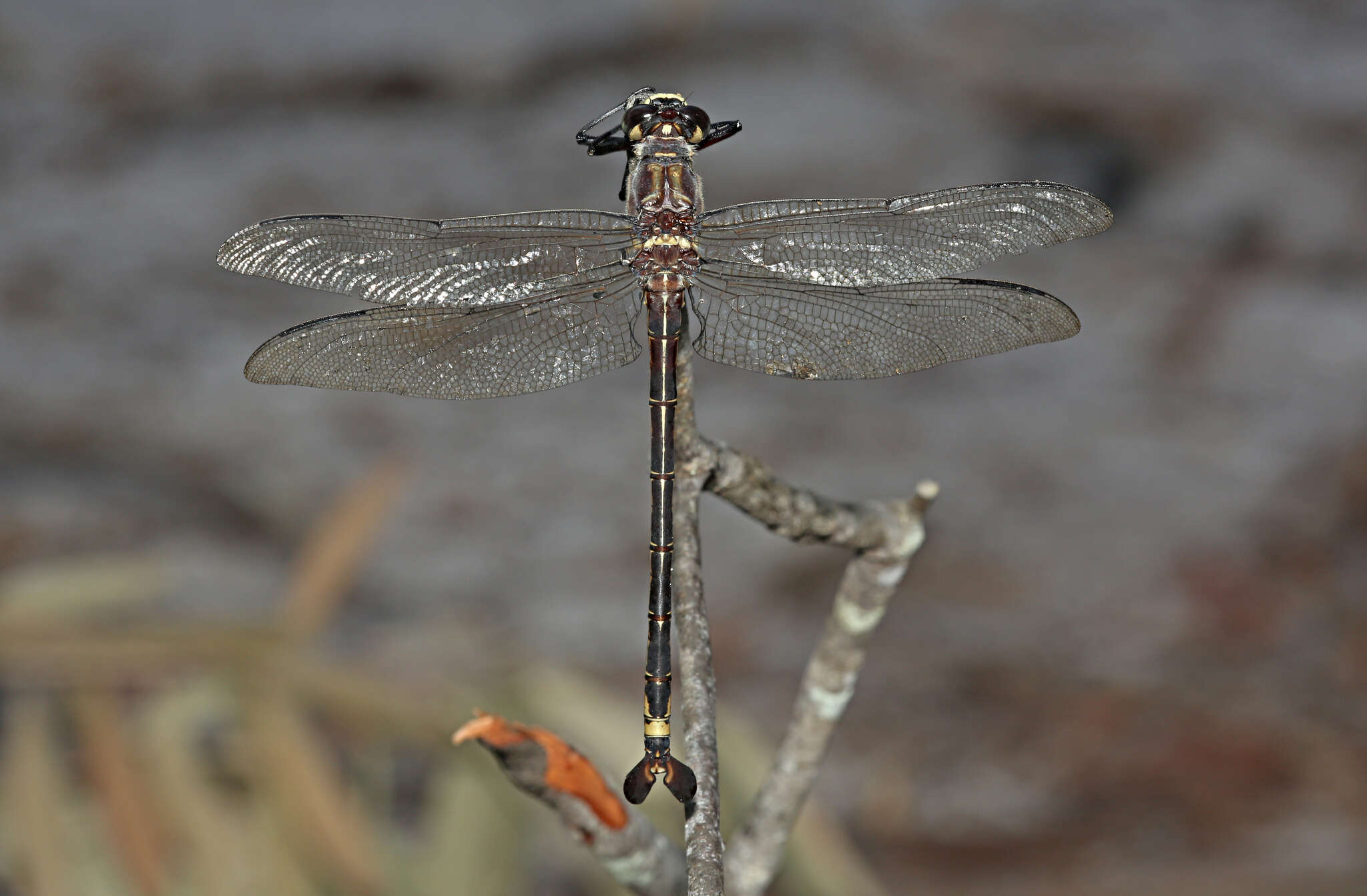 Image of Coastal Petaltail