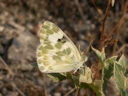 Image of Bath White