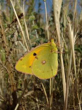 Image of clouded yellow