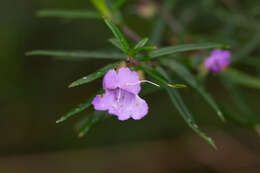 Image of Prostanthera scutellarioides (R. Br.) Druce