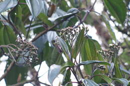 Image of Tyrian Metaltail