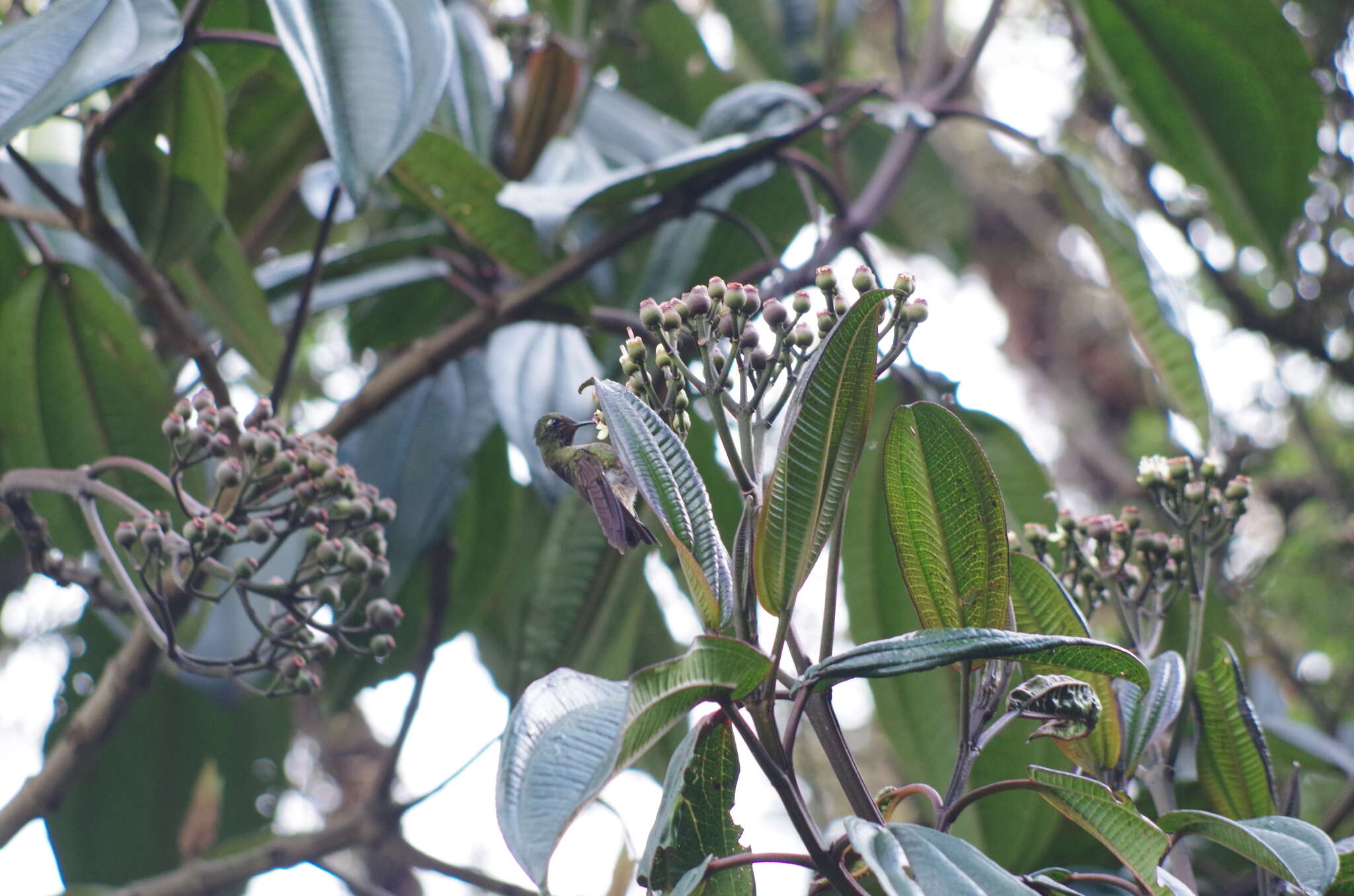 Metallura tyrianthina (Loddiges 1832) resmi