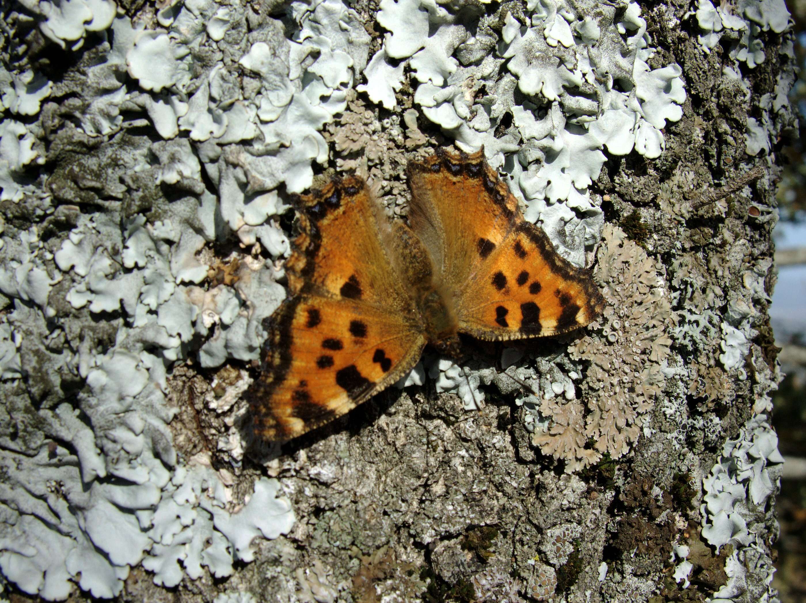 Nymphalis polychloros Linnaeus 1758 resmi