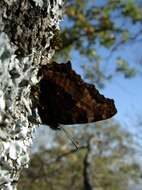 Nymphalis polychloros Linnaeus 1758 resmi