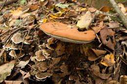 Image of Ganoderma applanatum